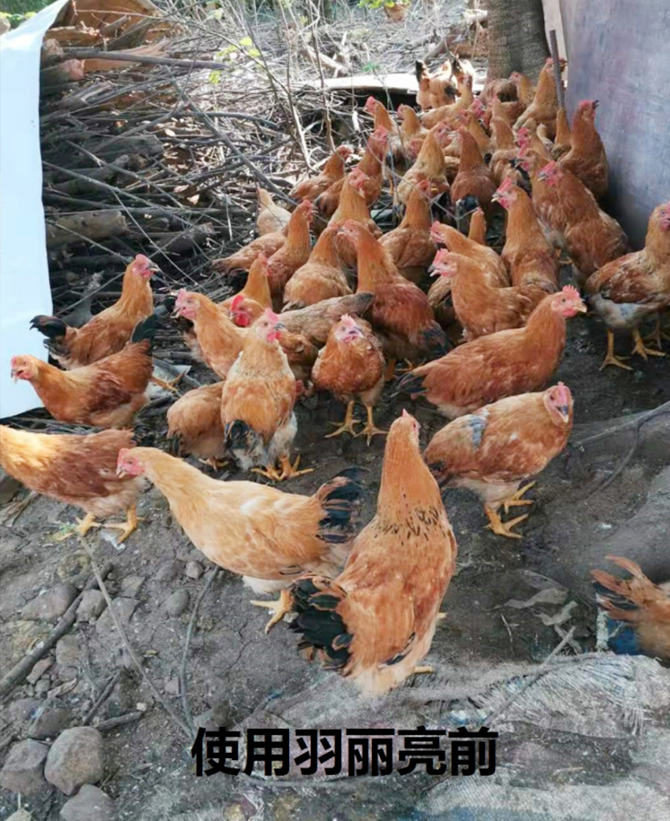 羽丽亮实验结果图