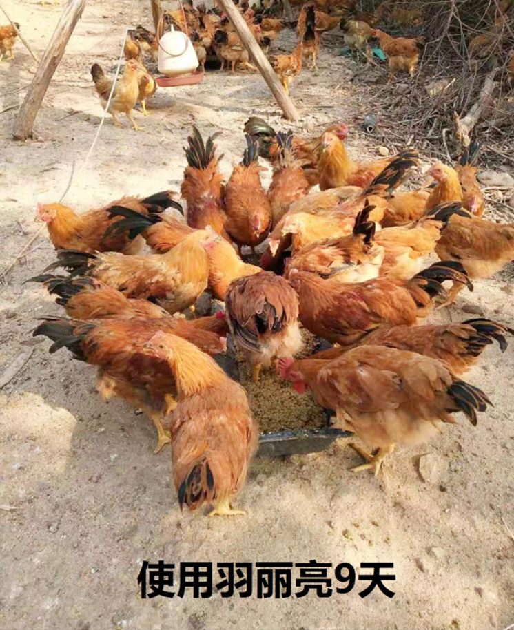 羽丽亮实验结果图