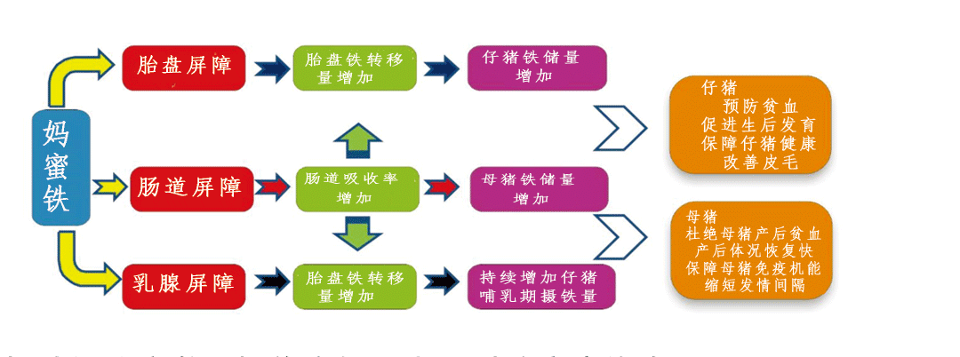 饲料红桃国际
妈蜜铁功效 饲料红桃国际
妈蜜铁功效