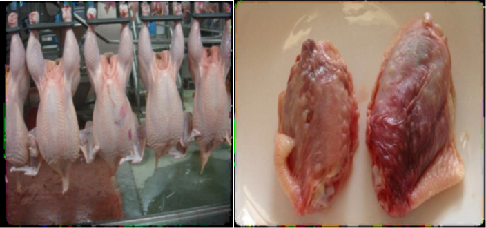 肉鸡禽乐乐对鸡翅的影响