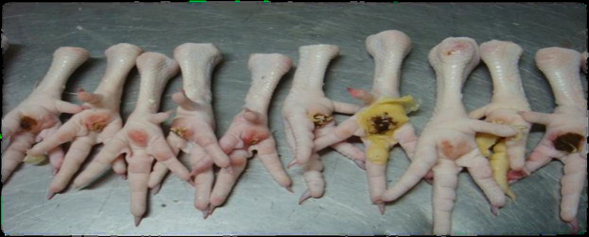 肉鸡禽乐乐对肉鸡爪的作用