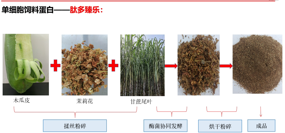 单细胞饲料蛋白-肽多臻乐生成过程